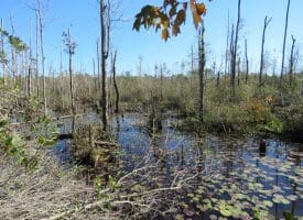 SOLD!!  23 Acres of Hunting Land For Sale in Brunswick County NC!