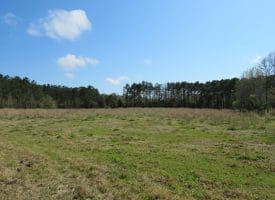 SOLD!!  138 +/- Acres of Farm and Timber Land For Sale in Brunswick County NC!