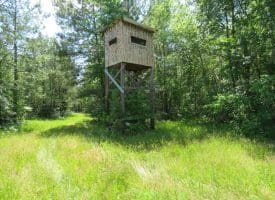 SOLD!!  81 Acres of Hunting and Timber Land For Sale in Brunswick County NC!