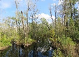 SOLD!!  70 Acres of Hunting Land For Sale in Robeson County NC!