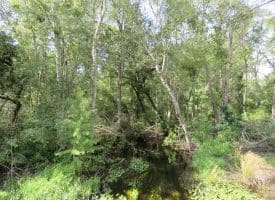 SOLD!!  70 Acres of Farm and Timber Land For Sale in Scotland County NC!
