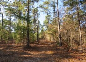 SOLD!! 131 Acres of Hunting and Timber Land For Sale in Robeson County NC!