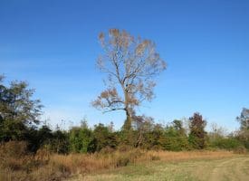 SOLD!  112 Acres of Farm and Recreational Land For Sale in Robeson County NC!