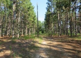 SOLD!! 25 Acres of Timber Land For Sale in Hoke County NC!
