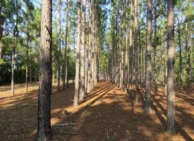 SOLD!!  139 Acres of Timber and Hunting Land For Sale in Hoke County NC!