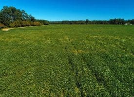 SOLD!!  97 Acres of Farm and Timber Land For Sale in Columbus County NC!