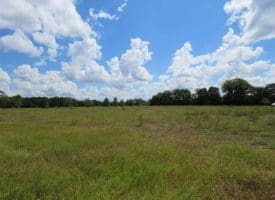 SOLD!  43 Acres of Hunting and Timber Land For Sale in Columbus County NC!