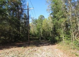 SOLD!!  58 Acres of Farm and Timber Land For Sale in Scotland County NC!