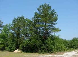 SOLD!! 71 Acres of Hunting Land For Sale in Bladen County NC!