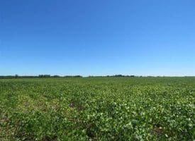 SOLD!!  97 Acres of Farm and Timber Land For Sale in Columbus County NC!