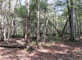 SOLD!!  174 Acres of Hunting Land For Sale in Dillon County SC!