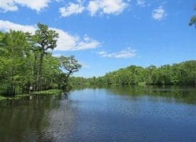 SOLD!! 65 Acres of Hunting and Residential Land For Sale in Horry County SC!