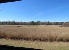 SOLD!!  110 Acres of Farm and Timber Land For Sale in Columbus County NC!