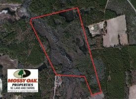 UNDER CONTRACT!  99 Acres of Hunting Land For Sale in Marlboro County SC!