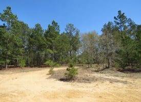 SOLD!!  77 Acres of Hunting Land For Sale in Scotland County NC!