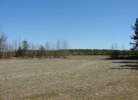 SOLD!!  36 Acres of Farm and Timber Land For Sale in Robeson County NC!