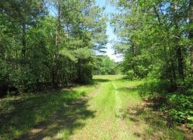 SOLD!!  81 Acres of Hunting and Timber Land For Sale in Brunswick County NC!