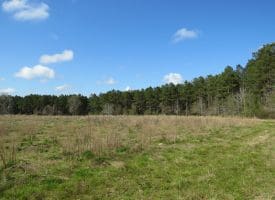 SOLD!!  138 +/- Acres of Farm and Timber Land For Sale in Brunswick County NC!