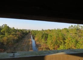 SOLD!!  106 Acres of Residential Farm and Timber Land For Sale in Sampson County NC!