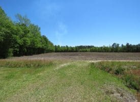 SOLD!! 76 Acres of Farm and Timber Land For Sale in Robeson County NC!