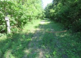 SOLD!!  460 Acres of Timber Land For Sale in Columbus County NC!