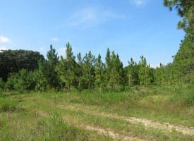 SOLD!! 25 Acres of Timber Land For Sale in Hoke County NC!