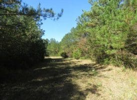 SOLD!!  365 Acres of Timber and Hunting Land For Sale in Columbus County NC!