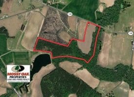 SOLD!!  45 Acres of Farm and Timber Land For Sale in Robeson County NC!