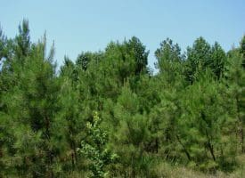 SOLD!! 71 Acres of Hunting Land For Sale in Bladen County NC!