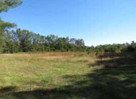 SOLD!!  58 Acres of Farm and Timber Land For Sale in Scotland County NC!