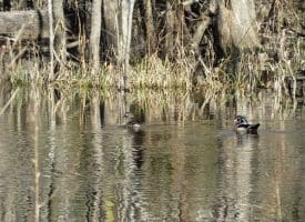 SOLD!!  110 Acres of Farm and Timber Land For Sale in Columbus County NC!