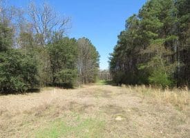 SOLD!  39 Acres of Timber and Hunting Land For Sale in Cumberland County NC!