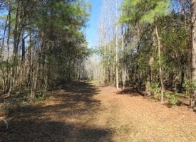 SOLD!!  110 Acres of Farm and Timber Land For Sale in Columbus County NC!