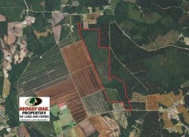 SOLD!!  460 Acres of Timber Land For Sale in Columbus County NC!