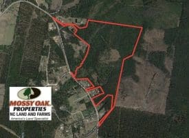SOLD!!  81 Acres of Hunting and Timber Land For Sale in Brunswick County NC!