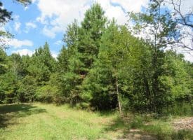 SOLD!  43 Acres of Hunting and Timber Land For Sale in Columbus County NC!