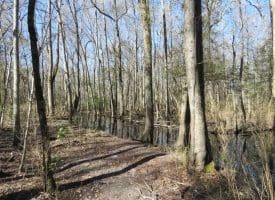 SOLD!!  110 Acres of Farm and Timber Land For Sale in Columbus County NC!