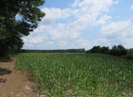 SOLD!!  20 Acres of Farm Land For Sale in Robeson County NC!