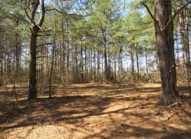 SOLD!  39 Acres of Timber and Hunting Land For Sale in Cumberland County NC!