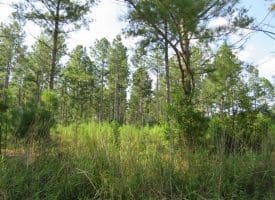 SOLD!!  12 Acres of Timber Land For Sale in Robeson County NC!