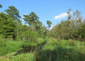 SOLD!!  26 Acres of Timber Land For Sale in Robeson County NC!