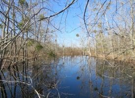 SOLD!!  110 Acres of Farm and Timber Land For Sale in Columbus County NC!