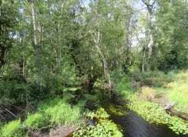 SOLD!!  70 Acres of Farm and Timber Land For Sale in Scotland County NC!
