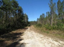 SOLD!!  365 Acres of Timber and Hunting Land For Sale in Columbus County NC!