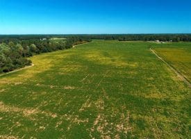SOLD!!  97 Acres of Farm and Timber Land For Sale in Columbus County NC!