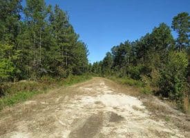SOLD!!  365 Acres of Timber and Hunting Land For Sale in Columbus County NC!