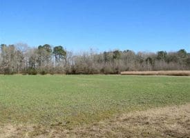 SOLD!!  110 Acres of Farm and Timber Land For Sale in Columbus County NC!
