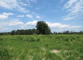 SOLD!!  70 Acres of Farm and Timber Land For Sale in Scotland County NC!