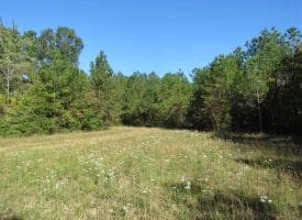 SOLD!!  365 Acres of Timber and Hunting Land For Sale in Columbus County NC!