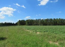 SOLD!!  97 Acres of Farm and Timber Land For Sale in Columbus County NC!